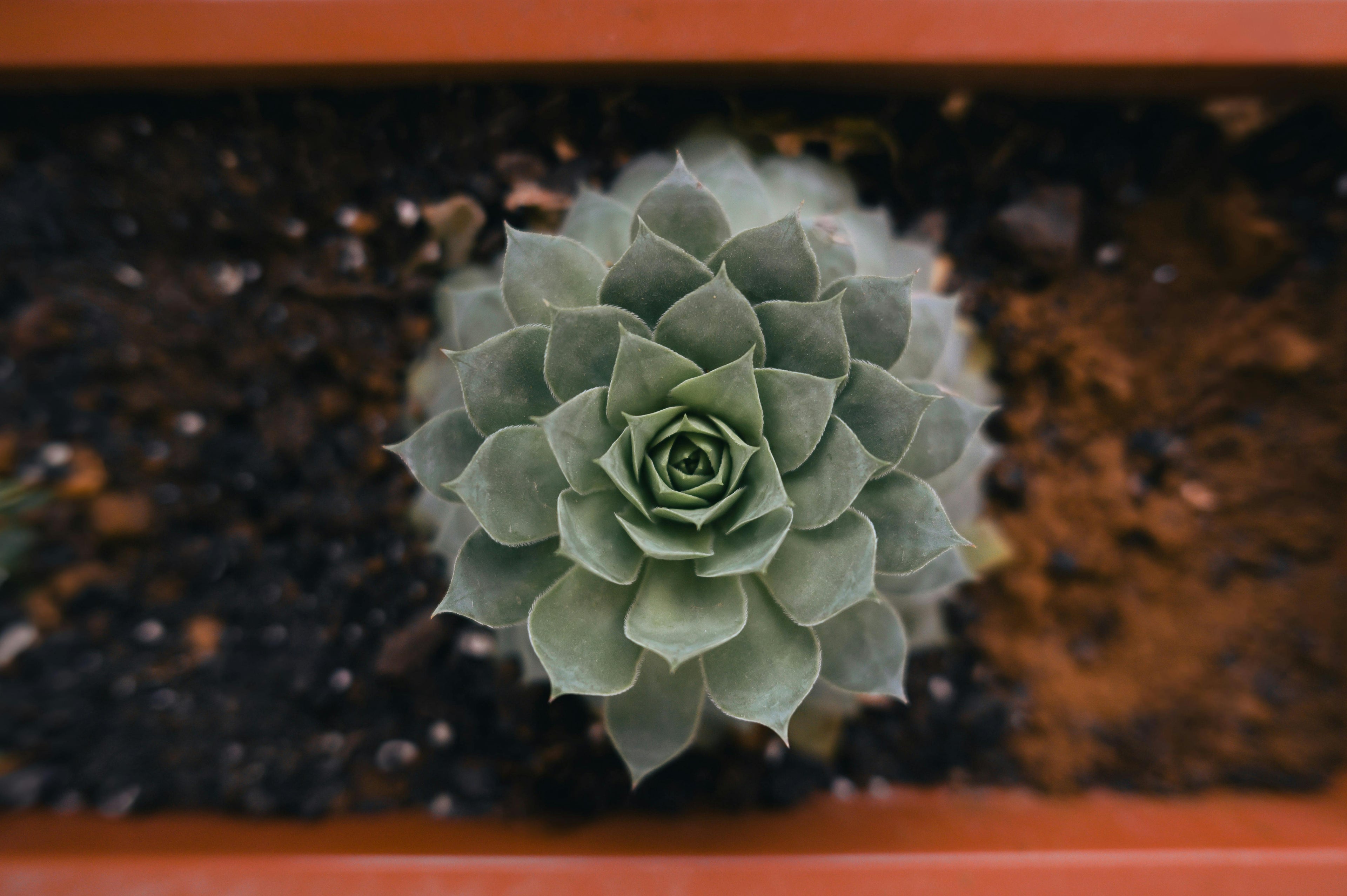 Plants (fruit trees, vegetable plants, succulents, cacti)